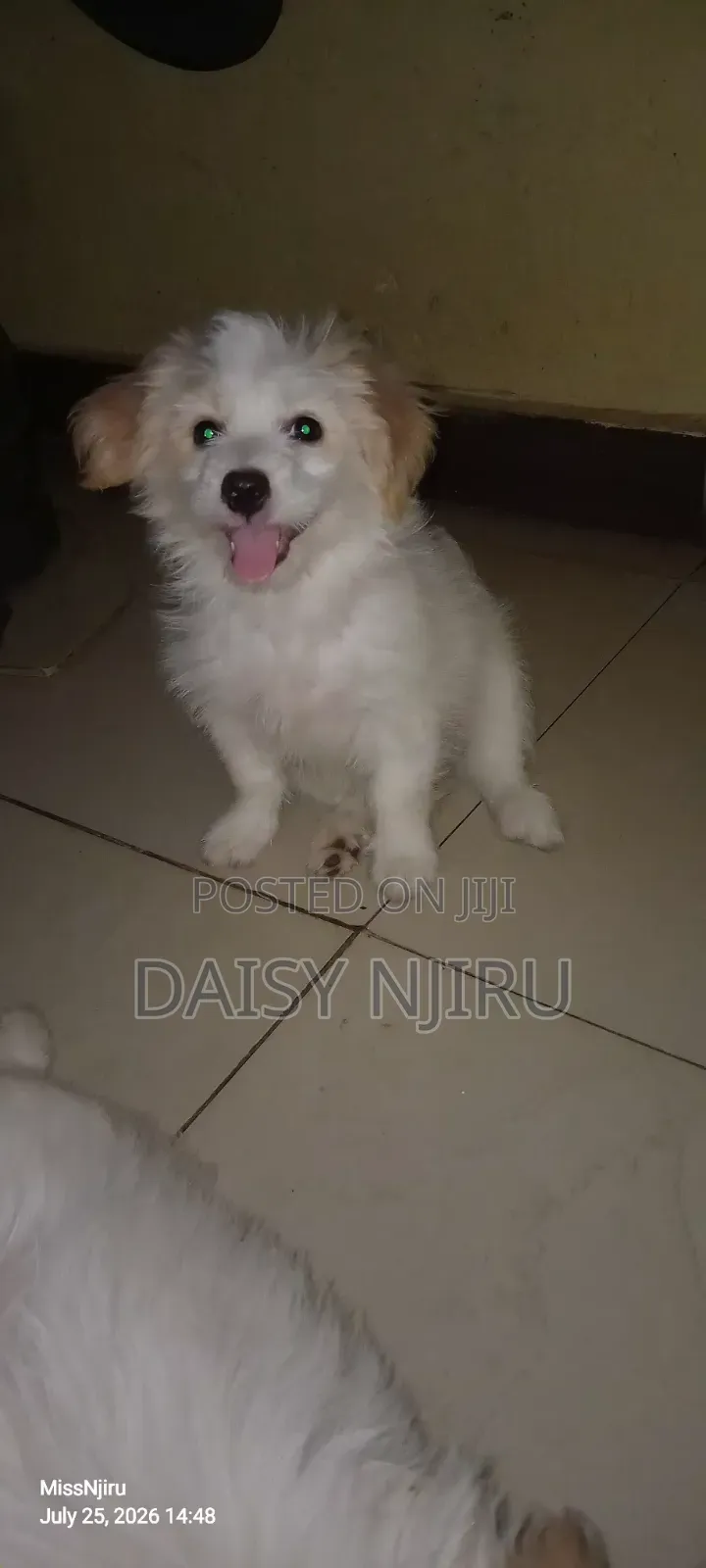 1-3 months Female Mixed Breed Maltese