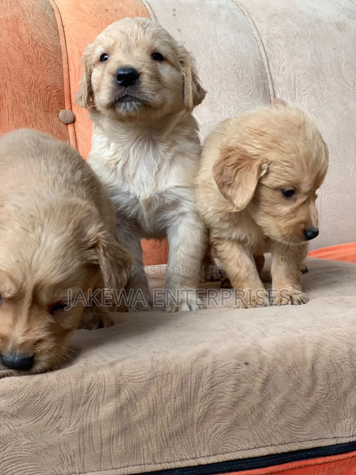 1-3 months Male Purebred Golden Retriever