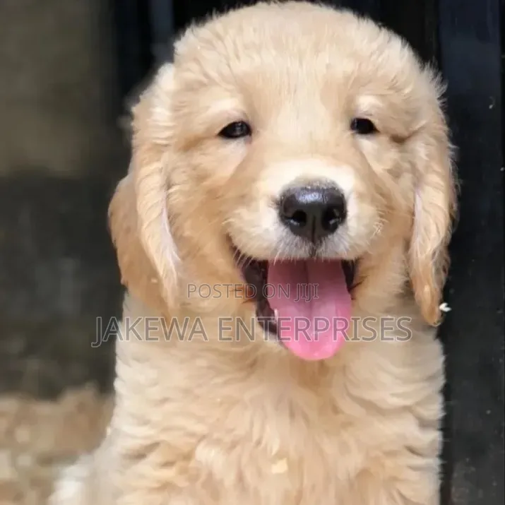 1-3 months Female Purebred Golden Retriever