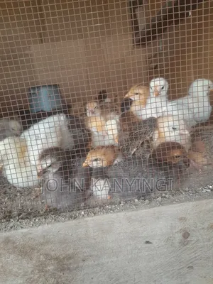 Improved Kienyeji Chicken
