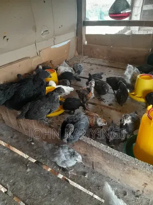 Improved Kienyeji Chicken