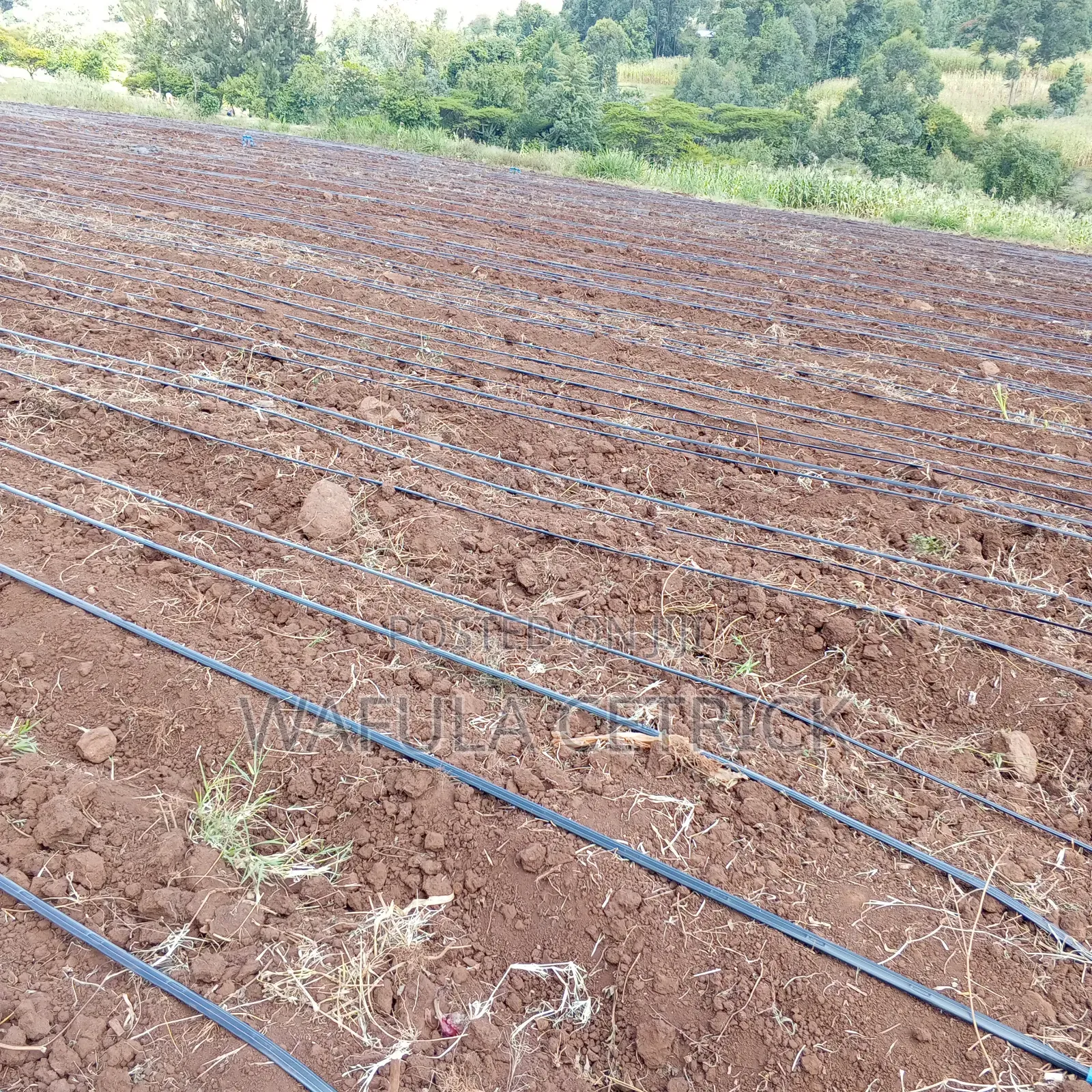 Drip Irrigation