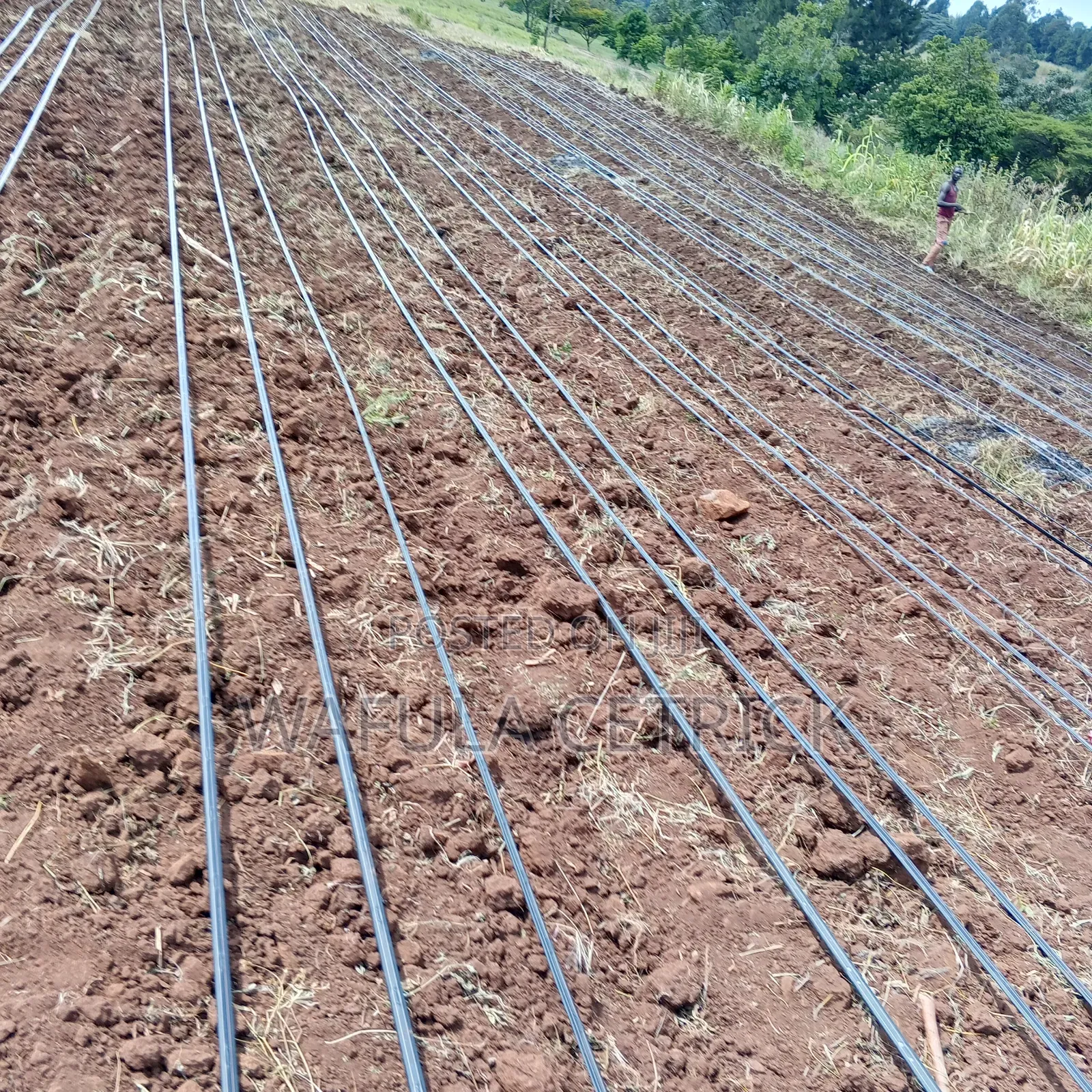 Drip Irrigation