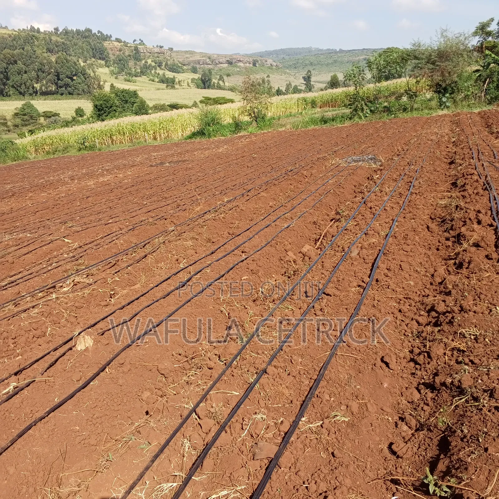 Drip Irrigation