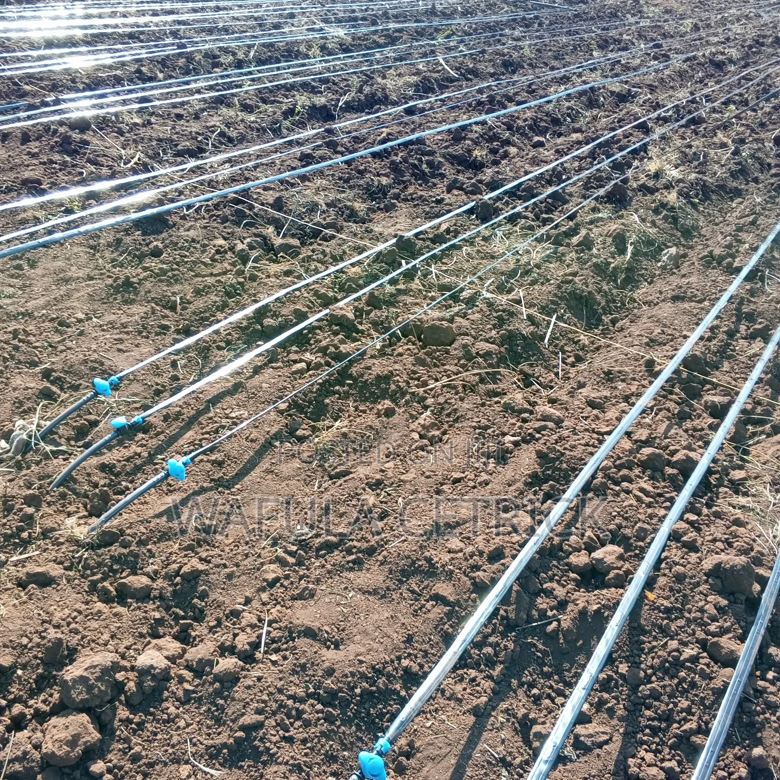 Drip Irrigation