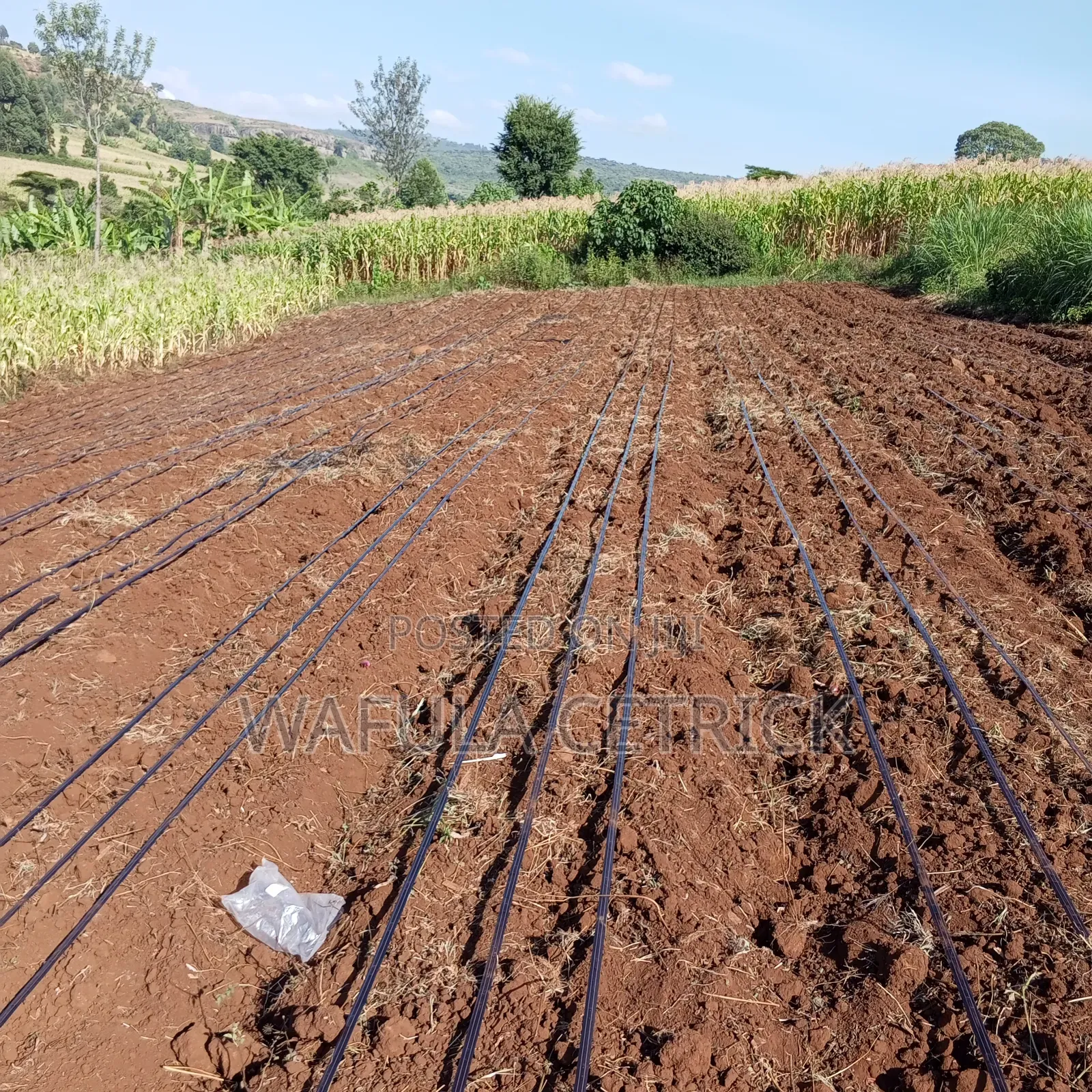 Drip Irrigation