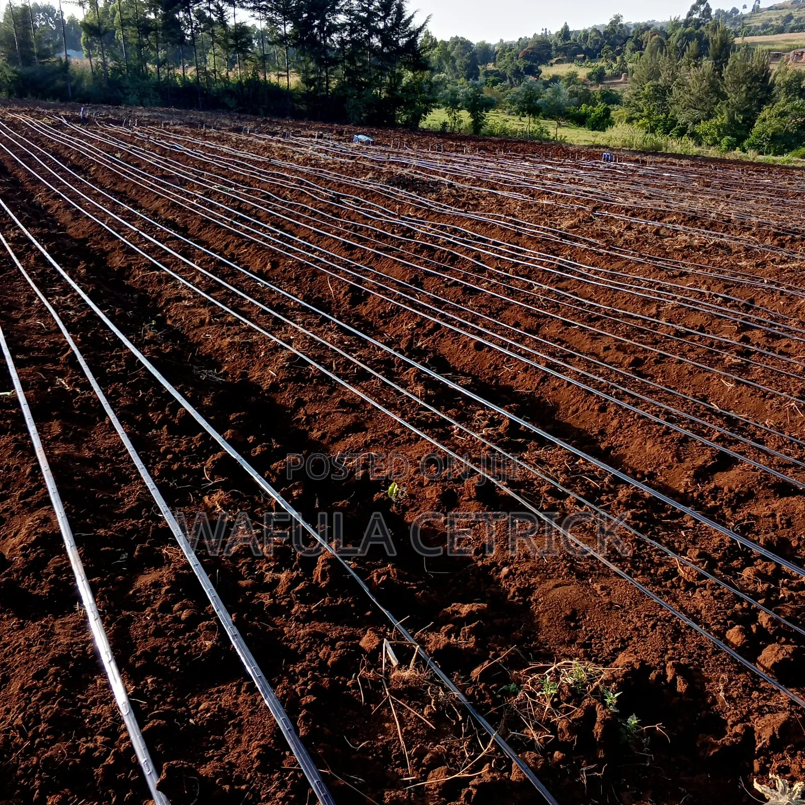 Drip Irrigation