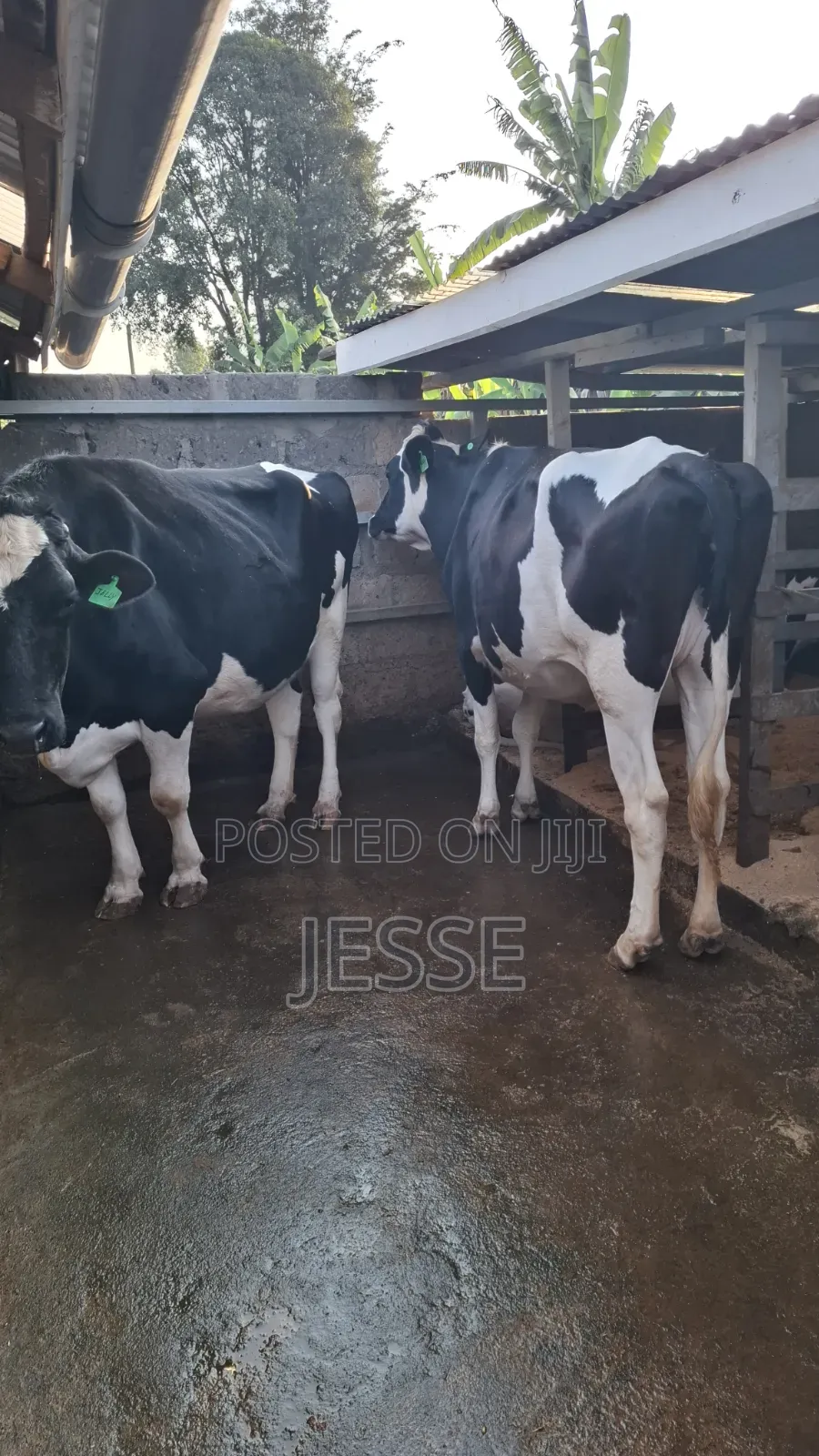 Incalf Heifer