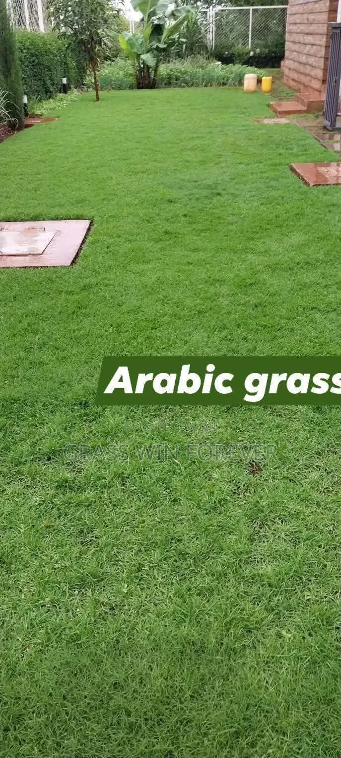 Arabic Grass Pemba Green Zibabwe Capet Grass Is Available