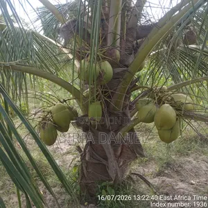 Dwarf Coconut Seedlings