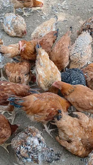 Sally's Poultry Farm