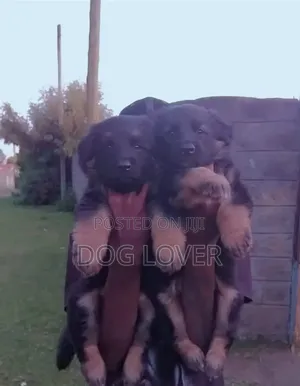 1-3 months Male Purebred German Shepherd