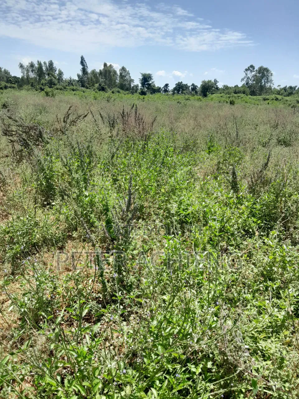 2.5 Acres Alego Upanda