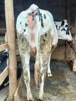 Dairy Farming