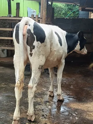 Dairy Farming