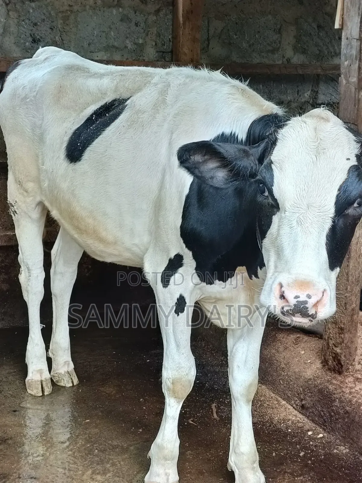 Dairy Farming