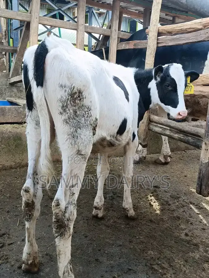 Dairy Farming