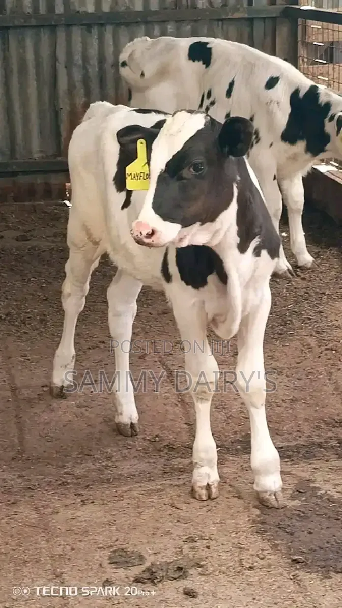 Dairy Farming