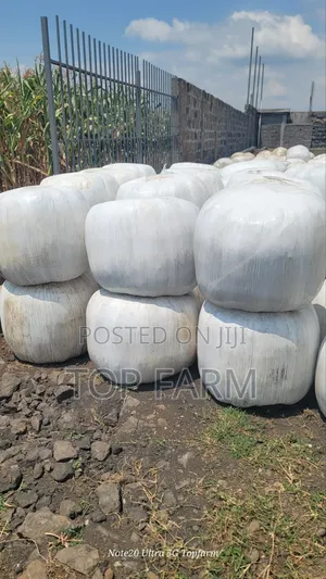 Silage Available More Than 450 Tons