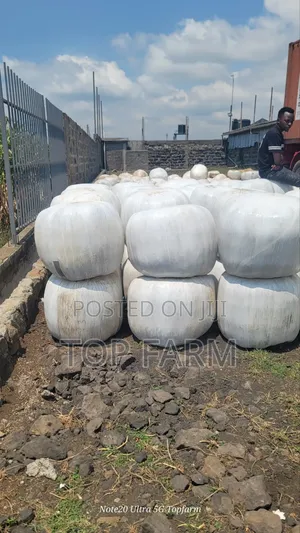 Silage Available More Than 450 Tons