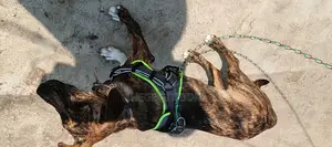 3-6 months Male Mixed Breed American Pit Bull Terrier