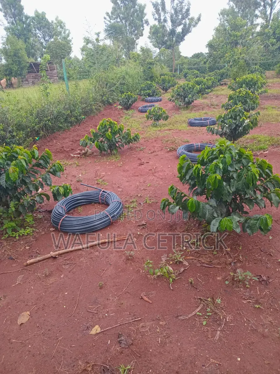 Button Drippers Irrigation