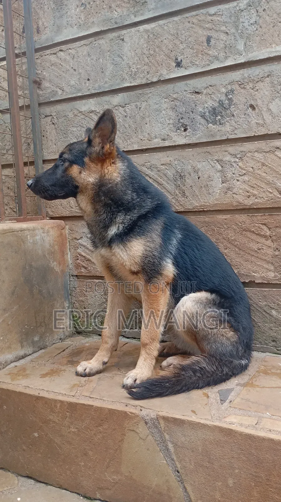 3-6 months Male Purebred German Shepherd