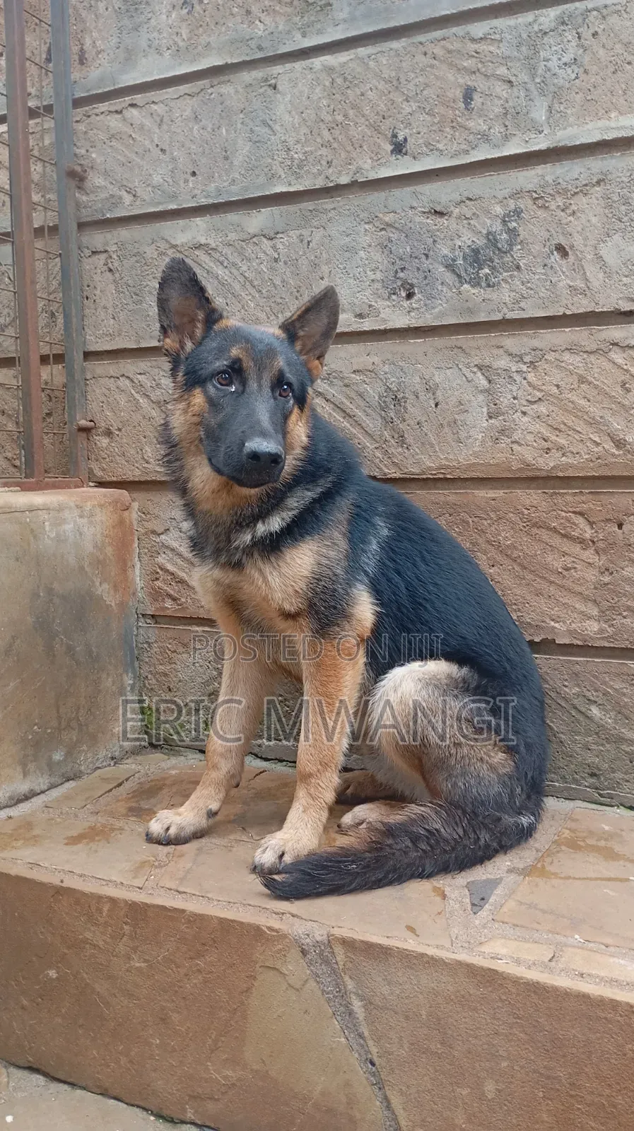 3-6 months Male Purebred German Shepherd