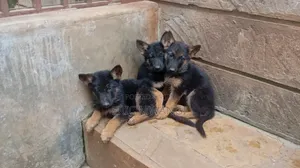 1-3 months Female Purebred German Shepherd