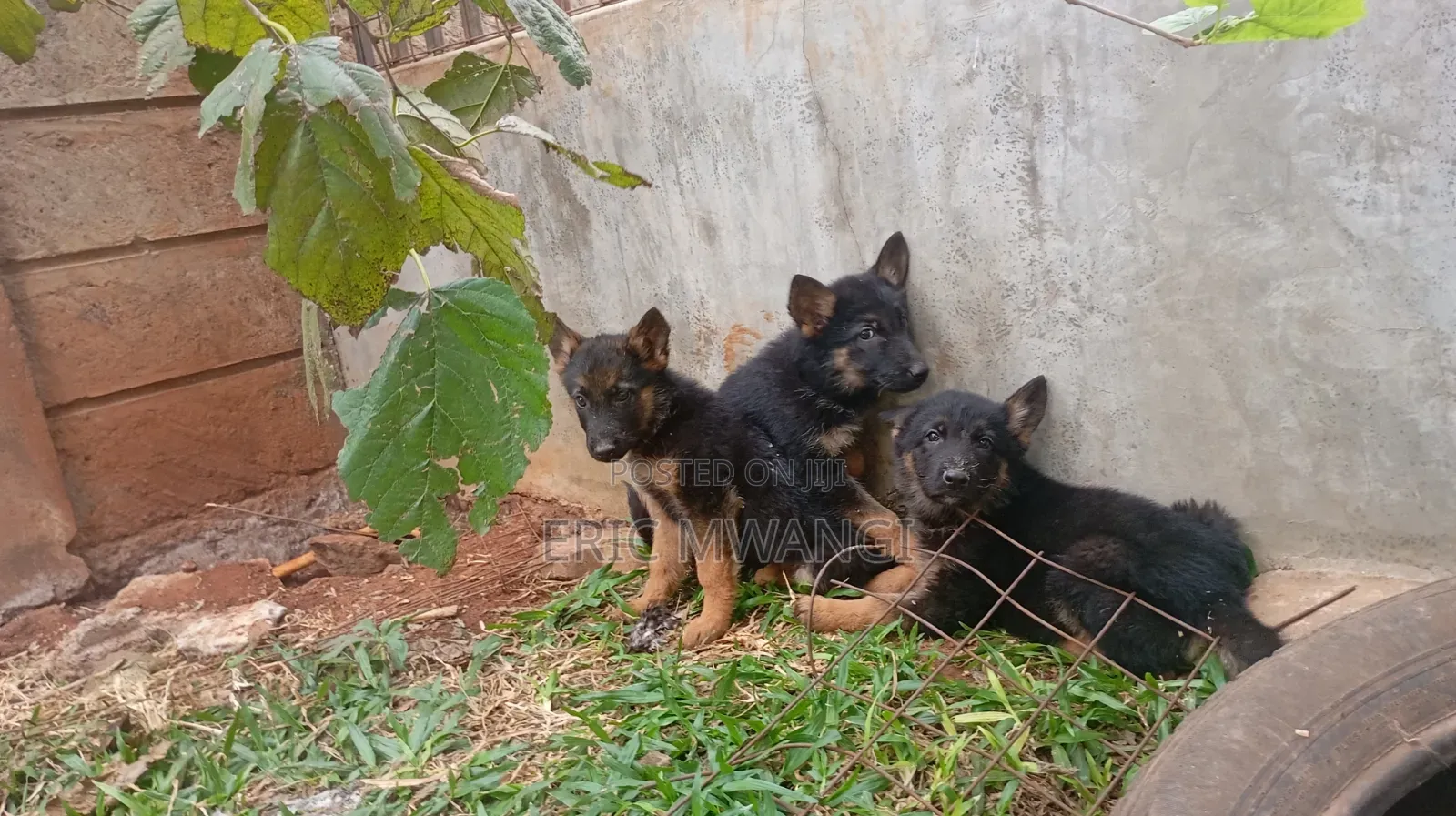 1-3 months Female Purebred German Shepherd