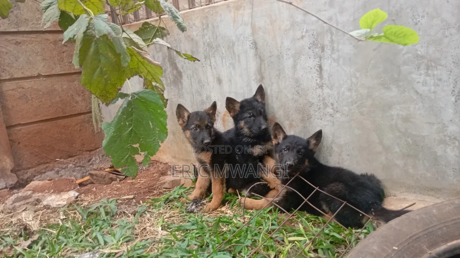 1-3 months Female Purebred German Shepherd
