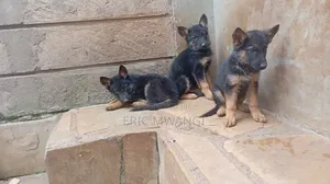 1-3 months Female Purebred German Shepherd
