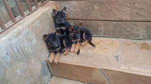 1-3 months Female Purebred German Shepherd