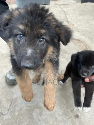3-6 months Male Purebred German Shepherd