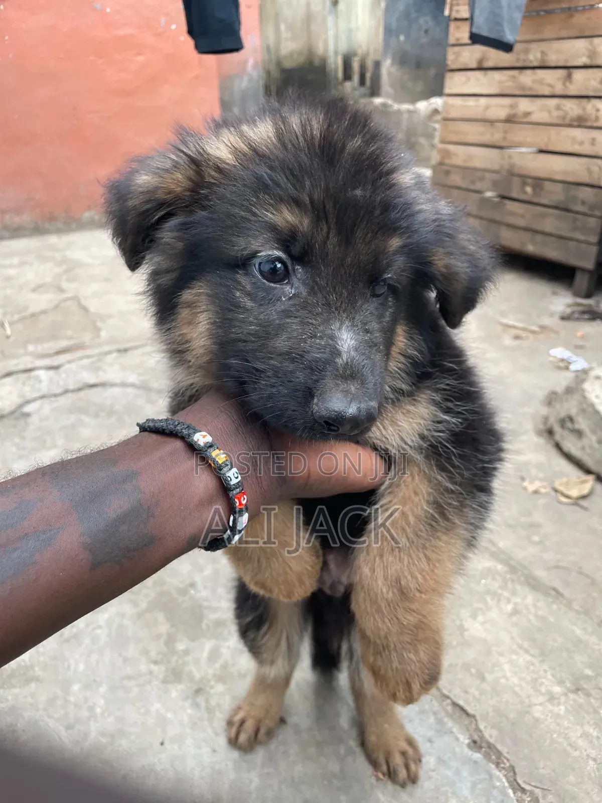 3-6 months Male Purebred German Shepherd