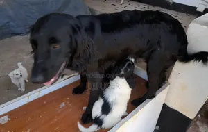 3-6 months Male Purebred English Springer Spaniel