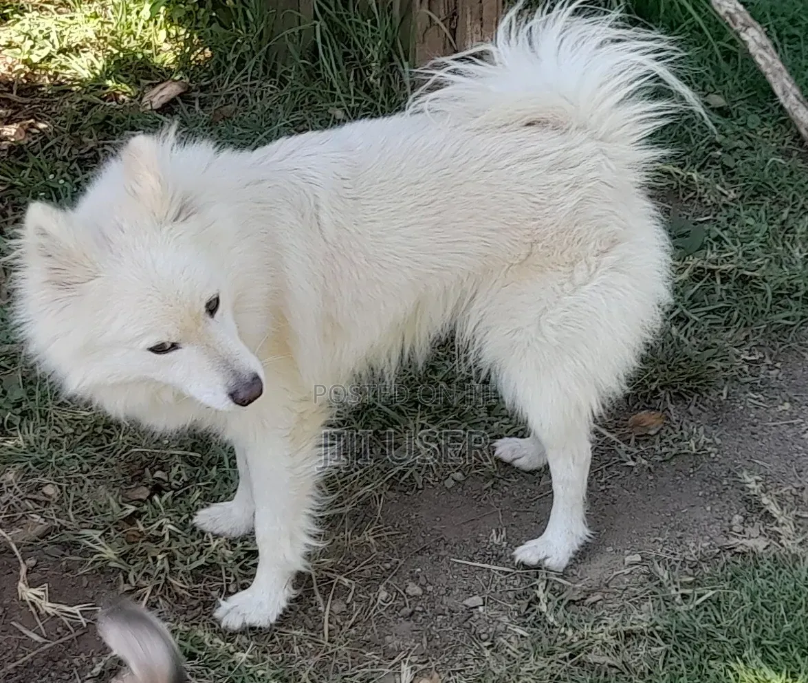 1-3 months Male Purebred Japanese Spitz