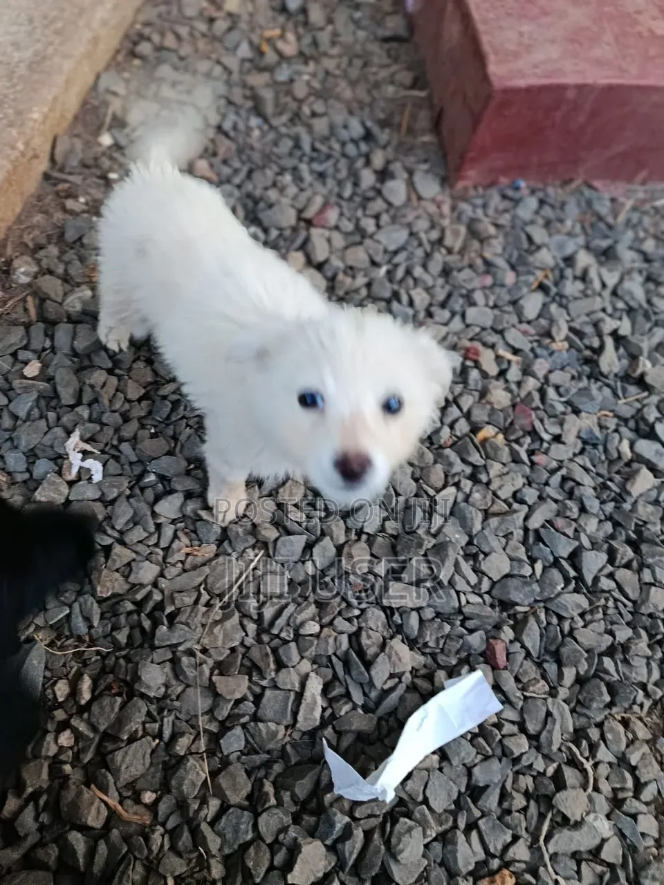 1-3 months Male Purebred Japanese Spitz