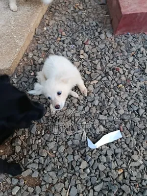 1-3 months Male Purebred Japanese Spitz