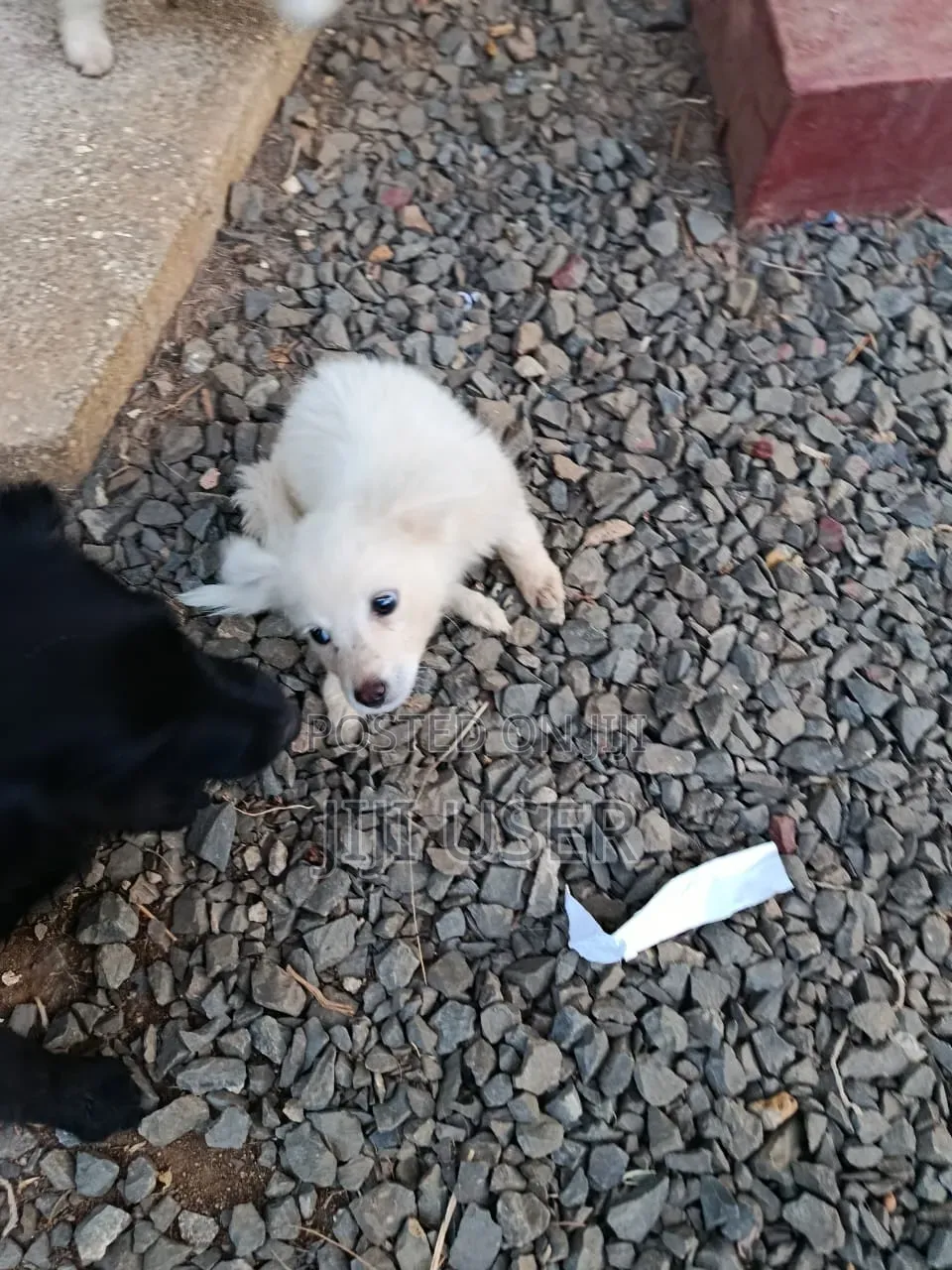 1-3 months Male Purebred Japanese Spitz