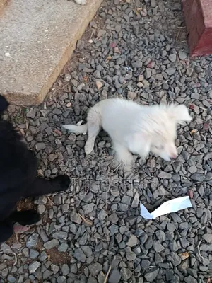 1-3 months Male Purebred Japanese Spitz