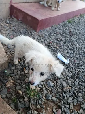 1-3 months Male Purebred Japanese Spitz