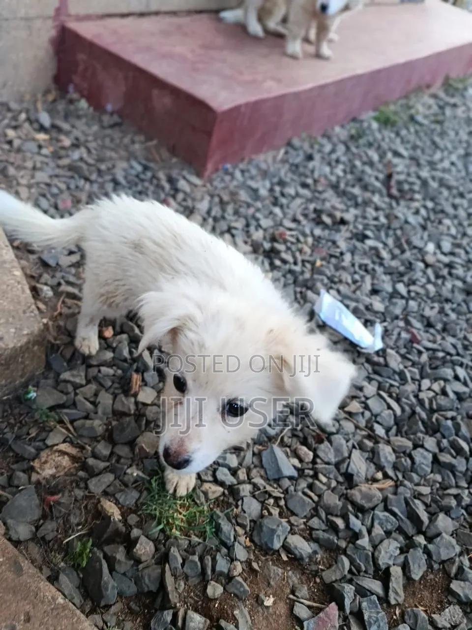 1-3 months Male Purebred Japanese Spitz