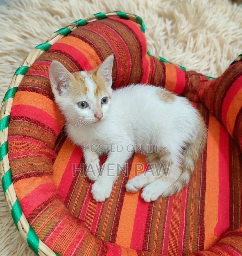 1-3 months Male Mixed Breed American Shorthair