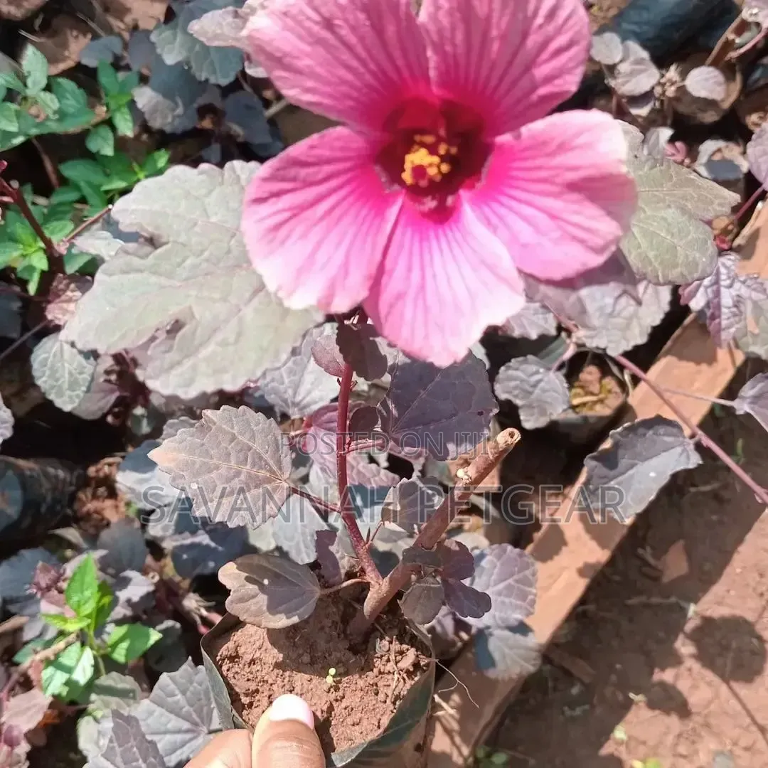Cranberry Hibiscus an Edible Perennial Plant Tart Cranberry Flavour