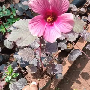 Cranberry Hibiscus an Edible Perennial Plant Tart Cranberry Flavour