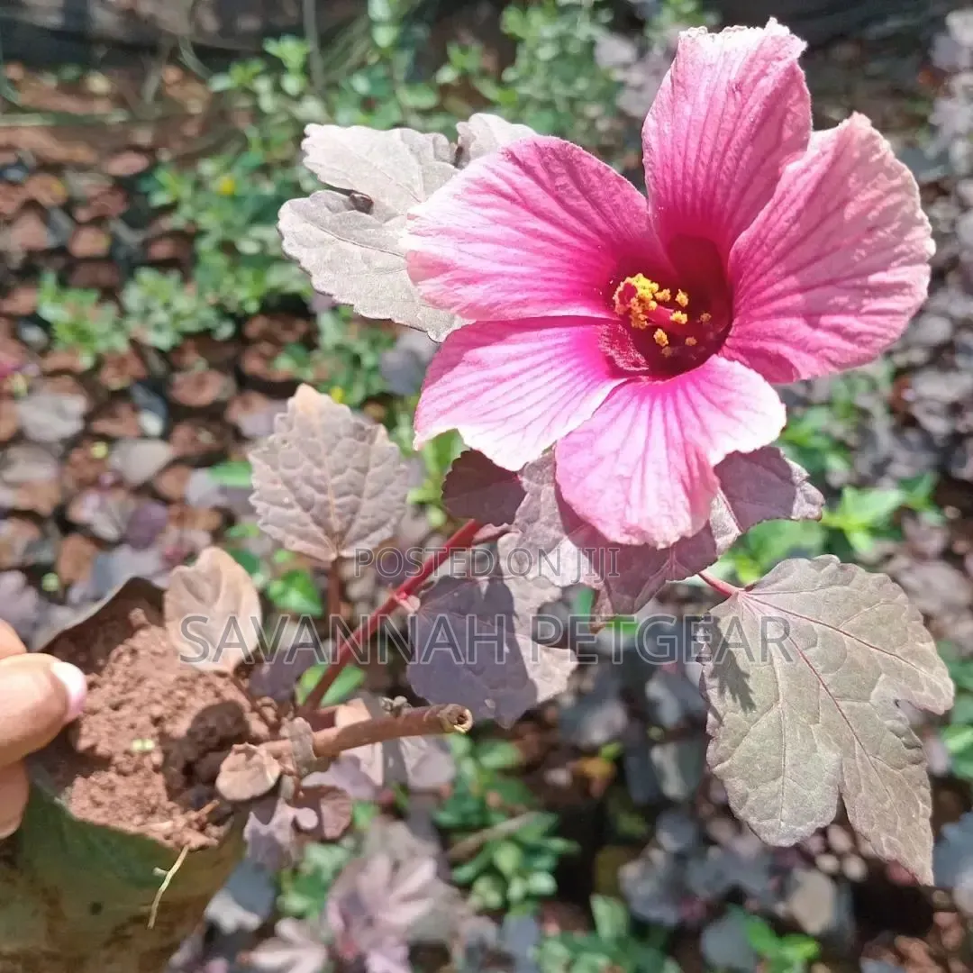 Cranberry Hibiscus an Edible Perennial Plant Tart Cranberry Flavour