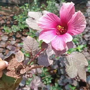 Cranberry Hibiscus an Edible Perennial Plant Tart Cranberry Flavour