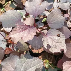 Cranberry Hibiscus an Edible Perennial Plant Tart Cranberry Flavour
