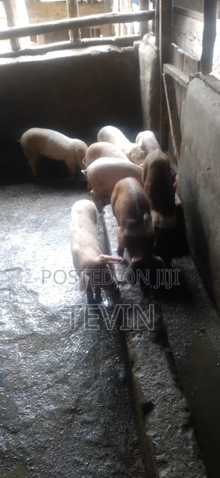 Piglets for Sale